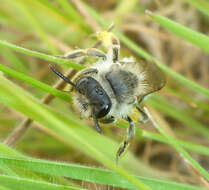 Image of Andrena baeriae Timberlake 1941