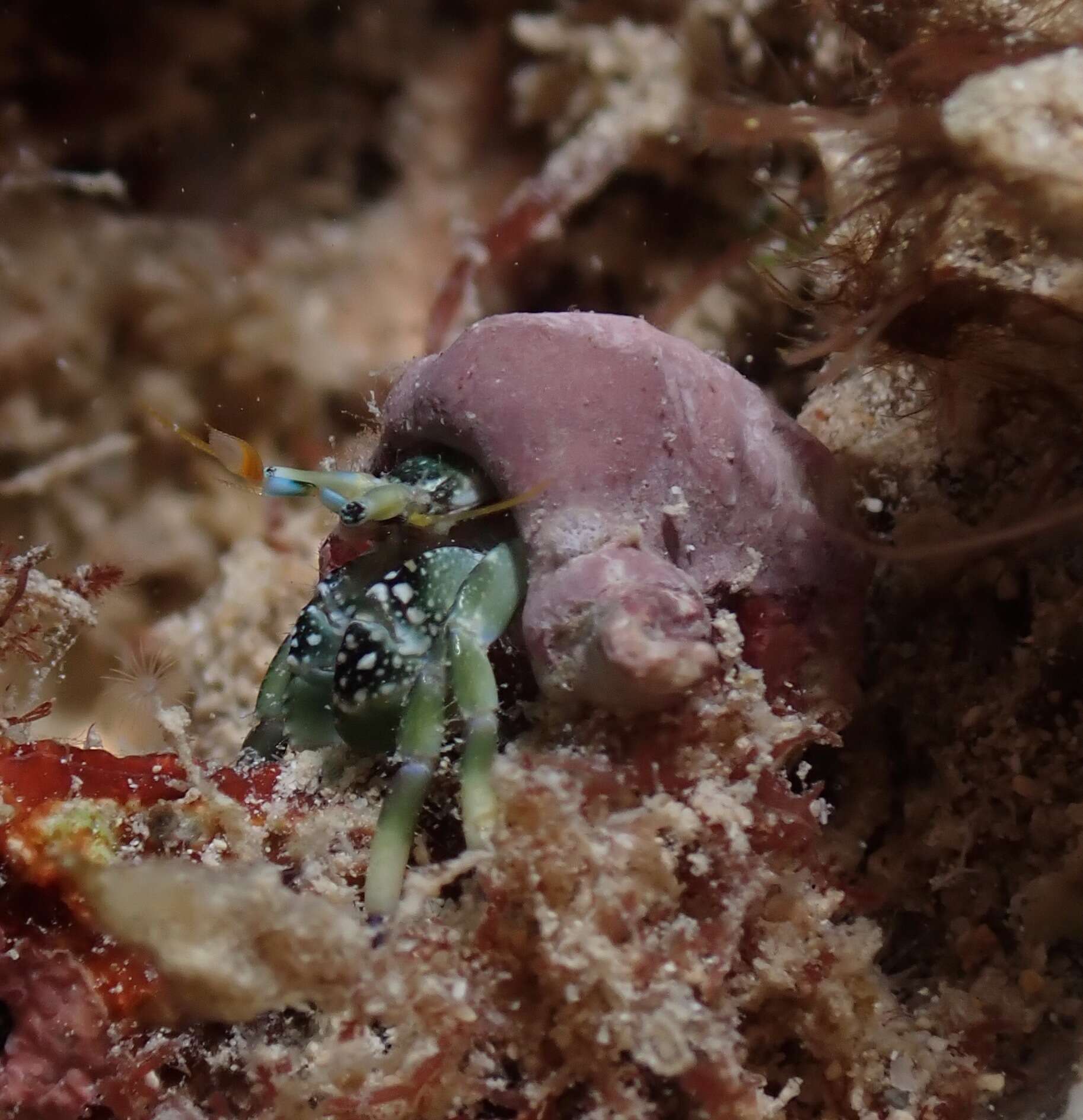 Image of green hermit crab