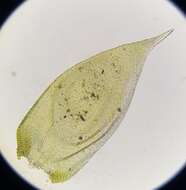 Hypnum resupinatum Taylor ex Spruce 1849的圖片