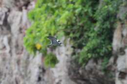 Image of Blue Noddy