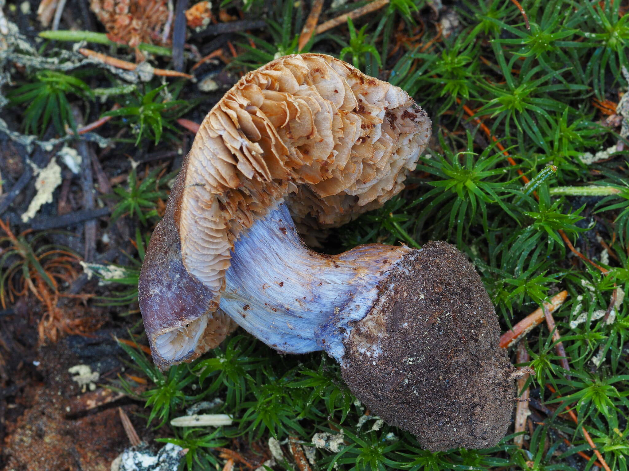 Image of Cortinarius subolivascens A. H. Sm. 1944