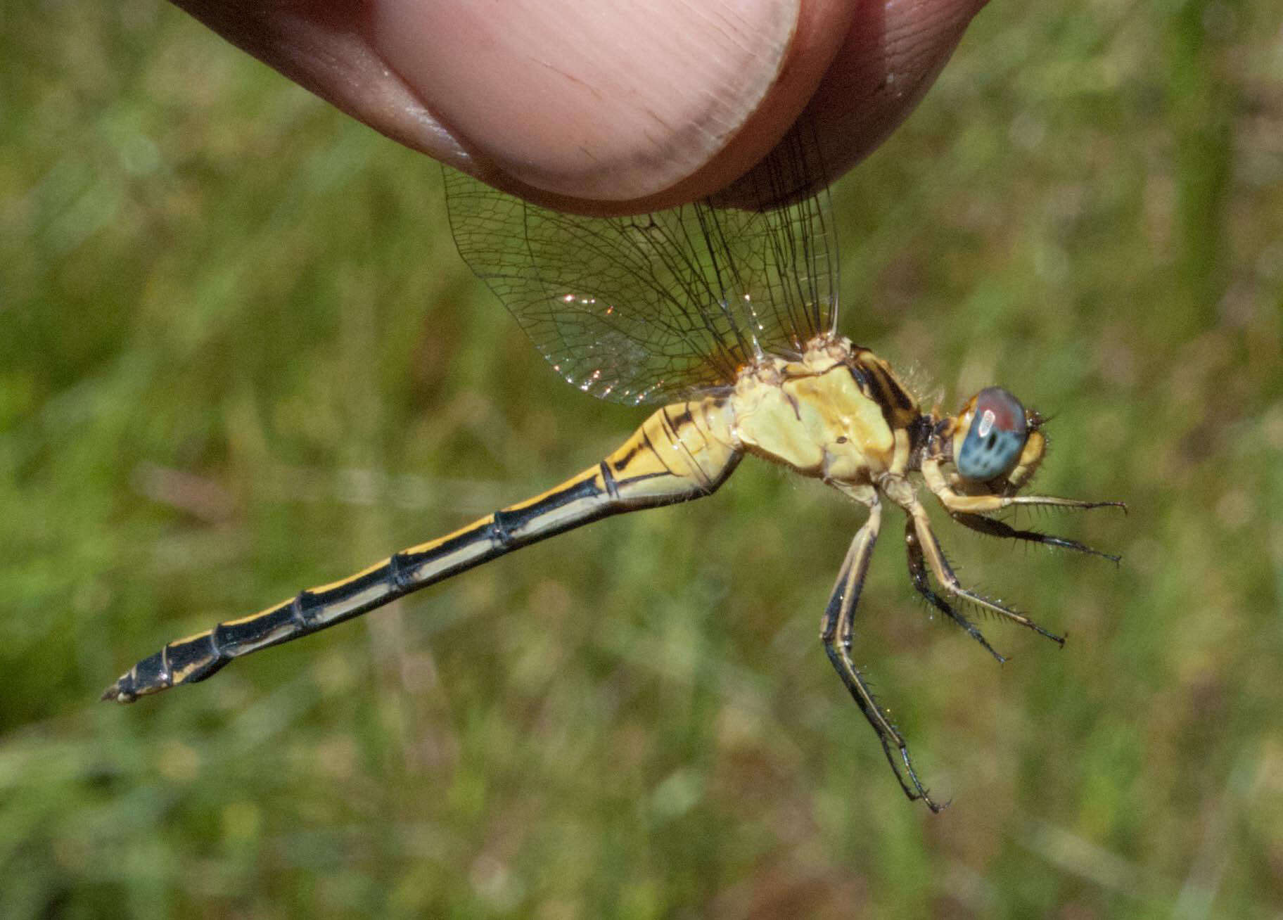 Image of Dark-shouldered Skimmer