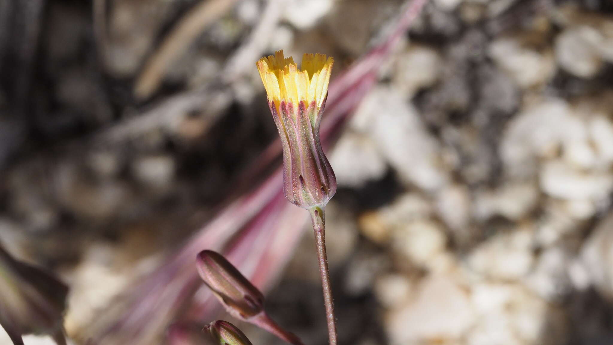 Image of Cleveland's desertdandelion