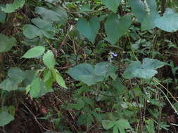 Image of tropical kudzu
