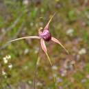 Image of Boranup spider orchid