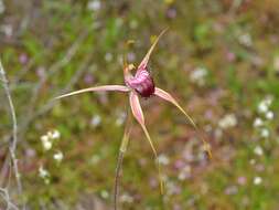 Caladenia ambusta A. P. Br. & G. Brockman的圖片