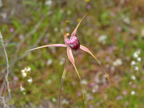 Caladenia ambusta A. P. Br. & G. Brockman resmi