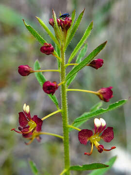 Image of Cleome violacea L.