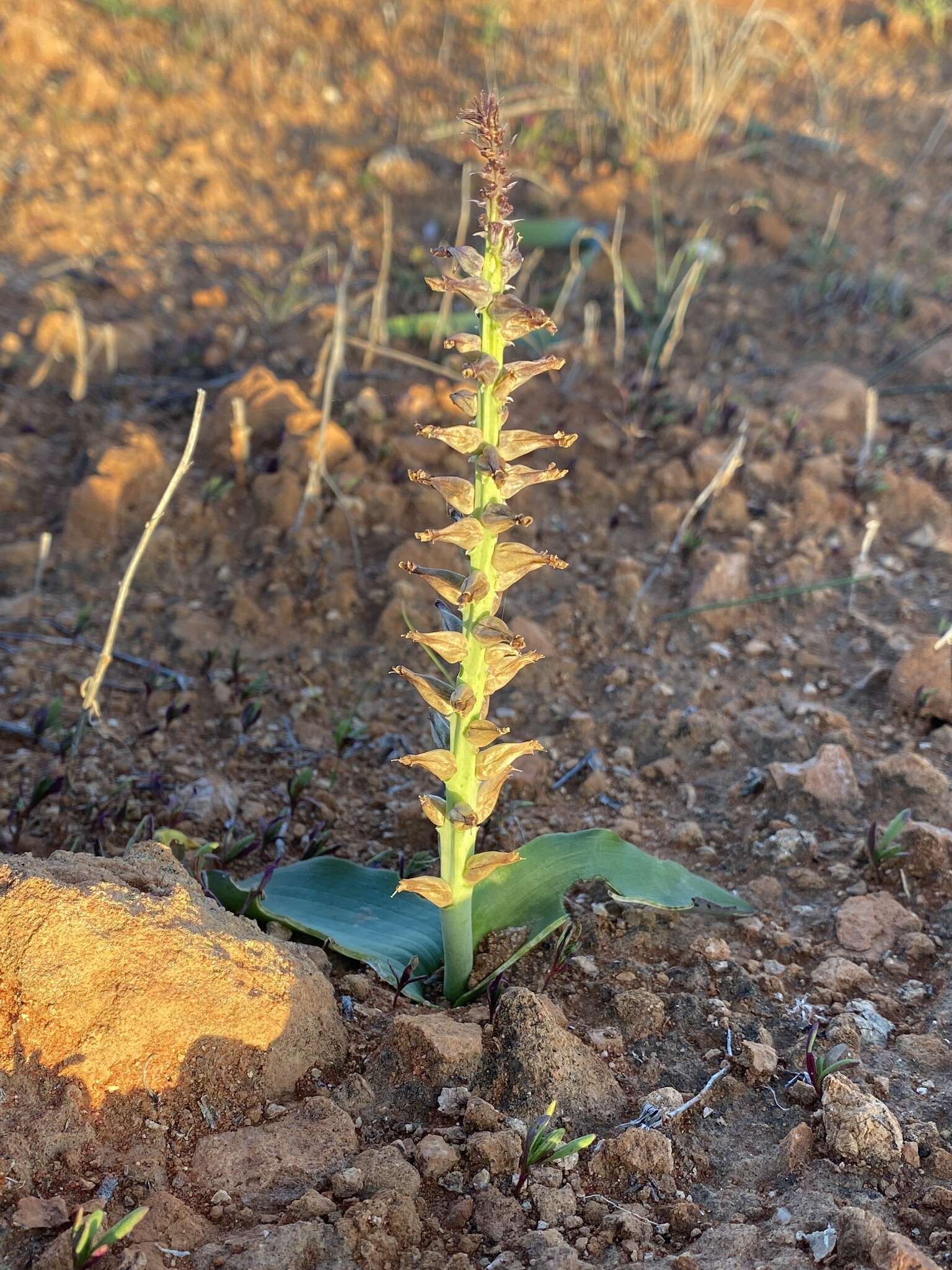 Image of Lachenalia undulata Masson ex Baker