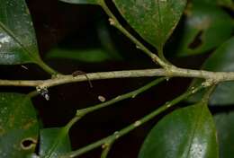 Image of Hedraianthera porphyropetala F Müll.