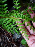 Image of Dryopteris komarovii Kossinsky