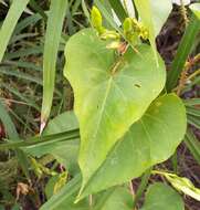 Image of Moonflower or moon vine