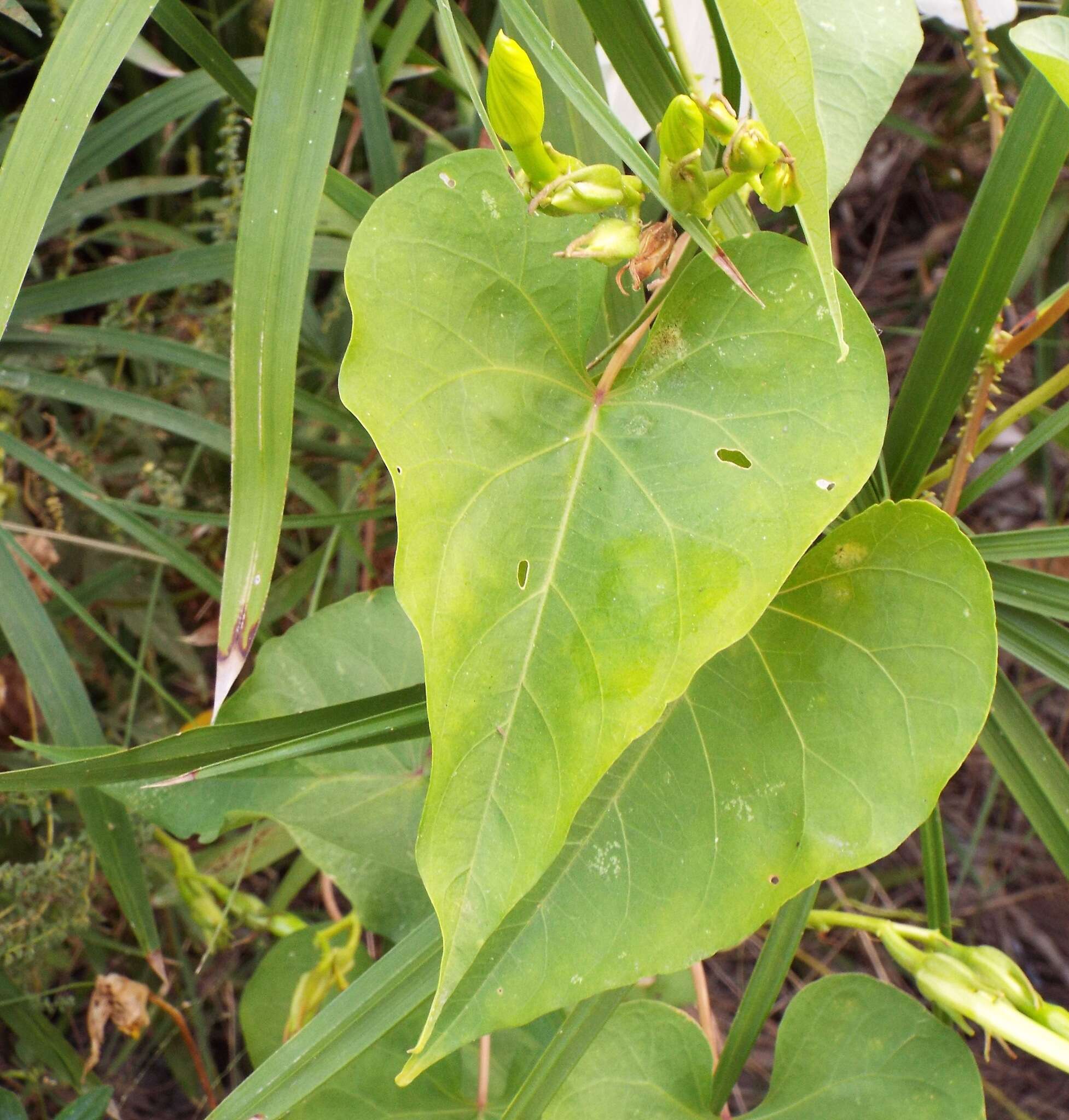 Image of Moonflower or moon vine