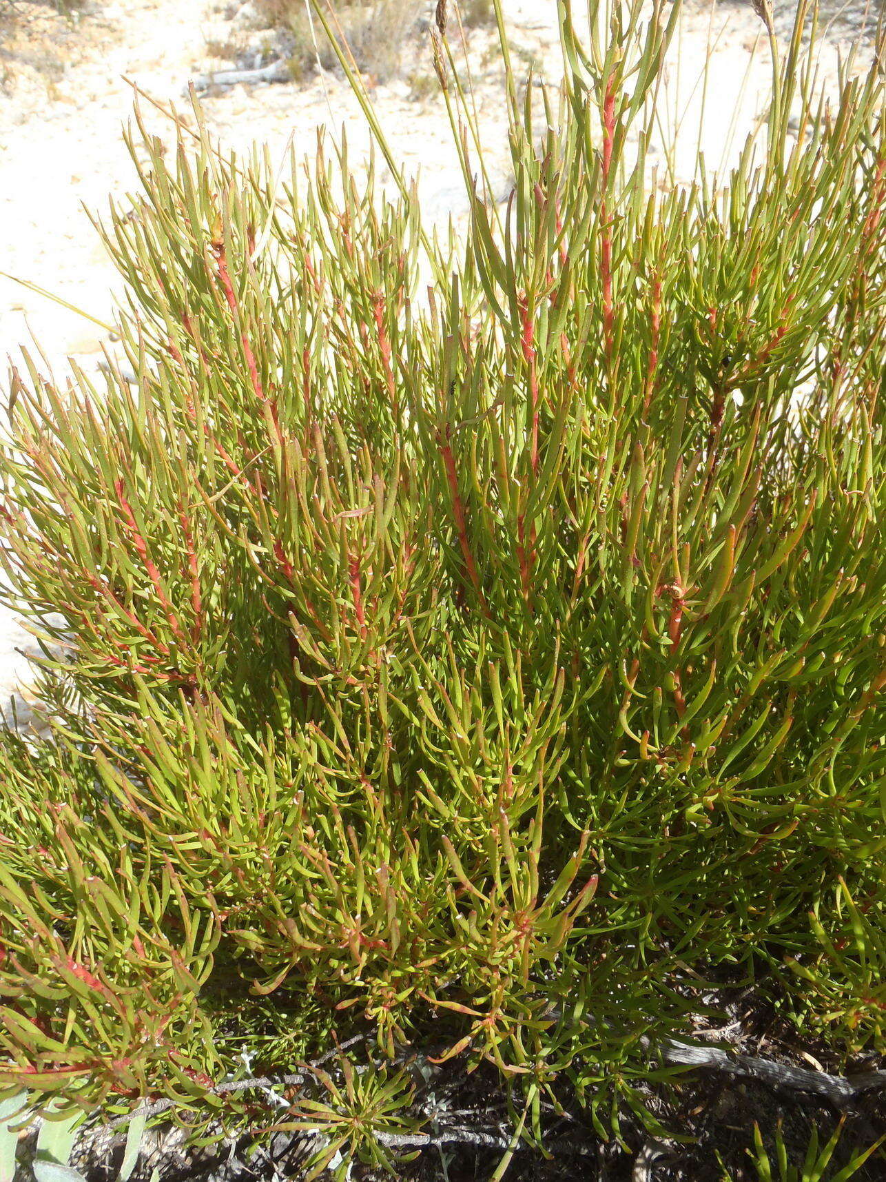 Image of Leucadendron spissifolium subsp. fragrans I. J. M. Williams