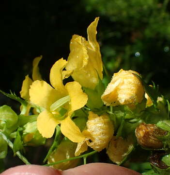 Image of Alectra sessiliflora var. sessiliflora