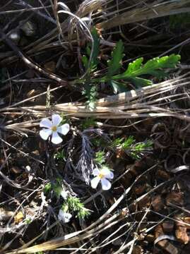 Image of prairie phlox