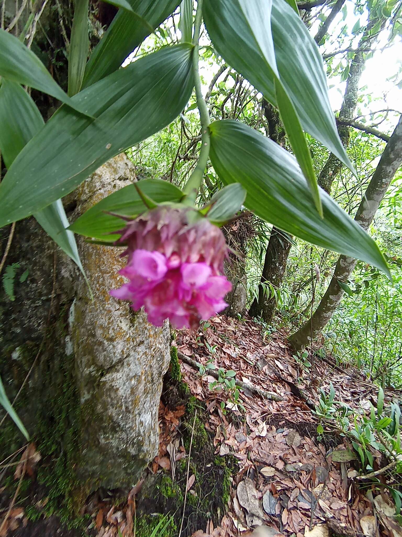 Image of Elleanthus capitatus (Poepp. & Endl.) Rchb. fil.