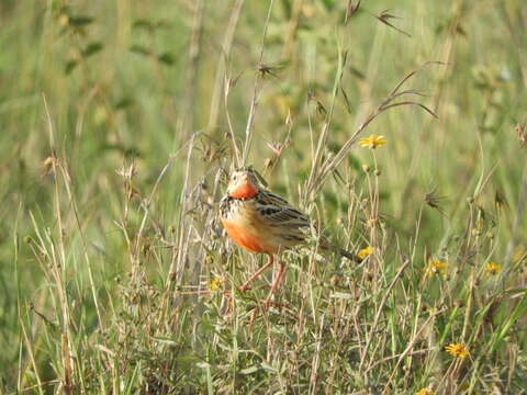 Image of Rosy-breasted Longclaw