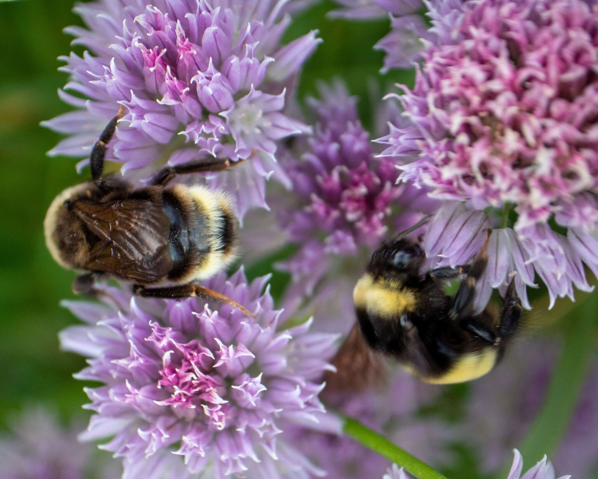 Image of Ashton's Cuckoo Bumblebee