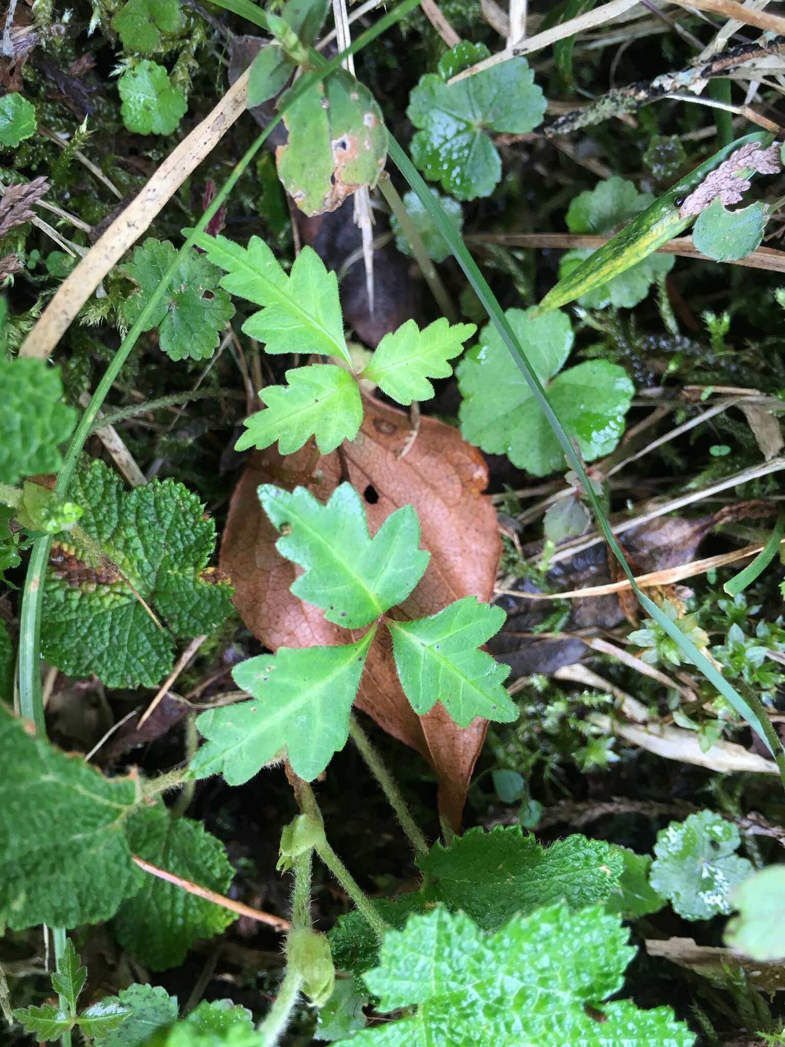 Image of Toxicodendron orientale Greene