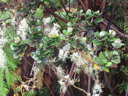 Image of 'ohi'a lehua