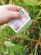 Image of Eucalyptus goniantha subsp. goniantha