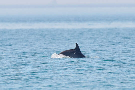 Imagem de Tursiops truncatus ponticus Barabash-Nikiforov 1940