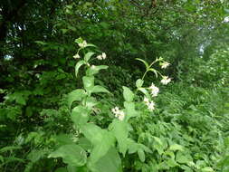 Image of white swallow-wort