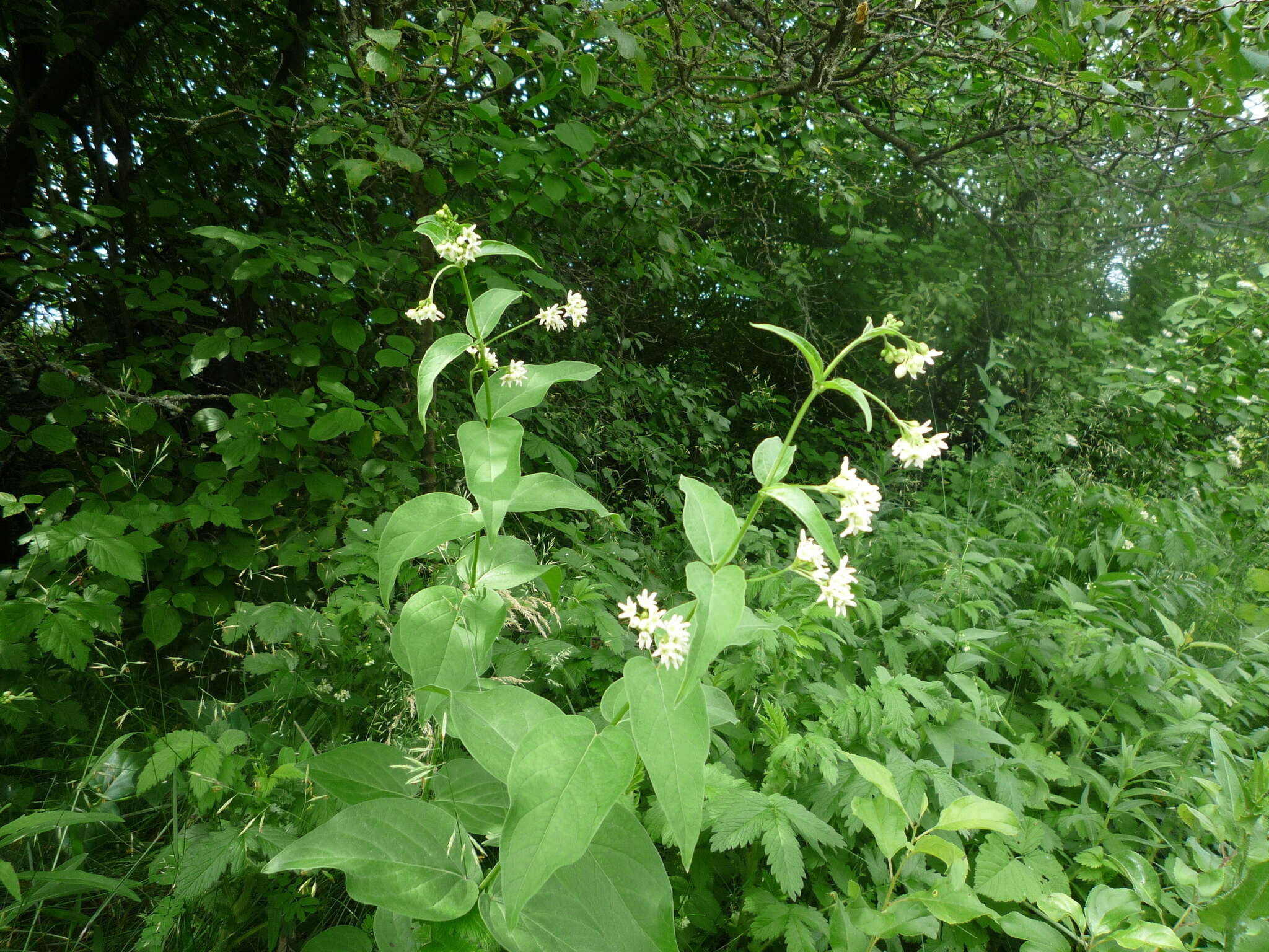 Image de Vincetoxicum hirundinaria subsp. hirundinaria