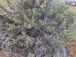 Image of Eremophila pustulata S. Moore