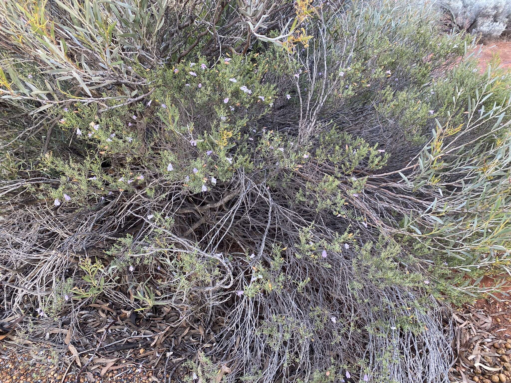 Imagem de Eremophila pustulata S. Moore