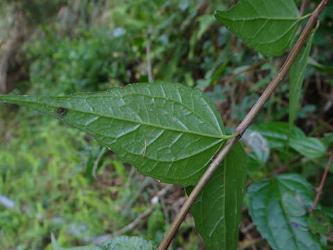 Image of Eupatorium amabile Kitam.