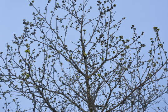 Image of Lindera erythrocarpa Makino