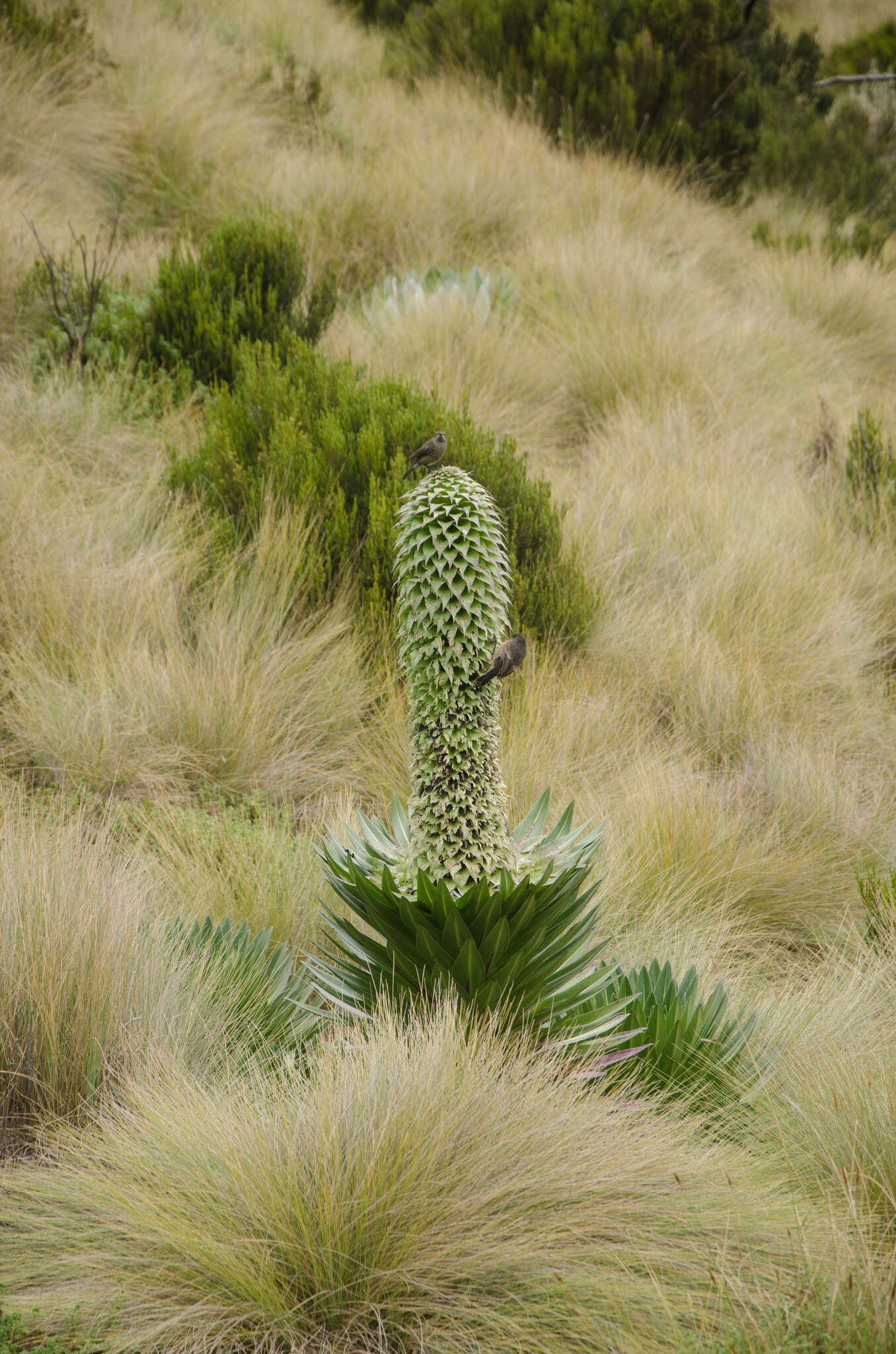 Image de Nectarin de Johnston