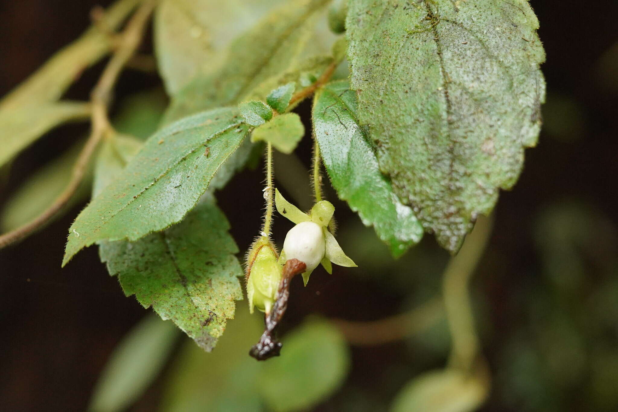 Imagem de Fieldia australis A. Cunn.