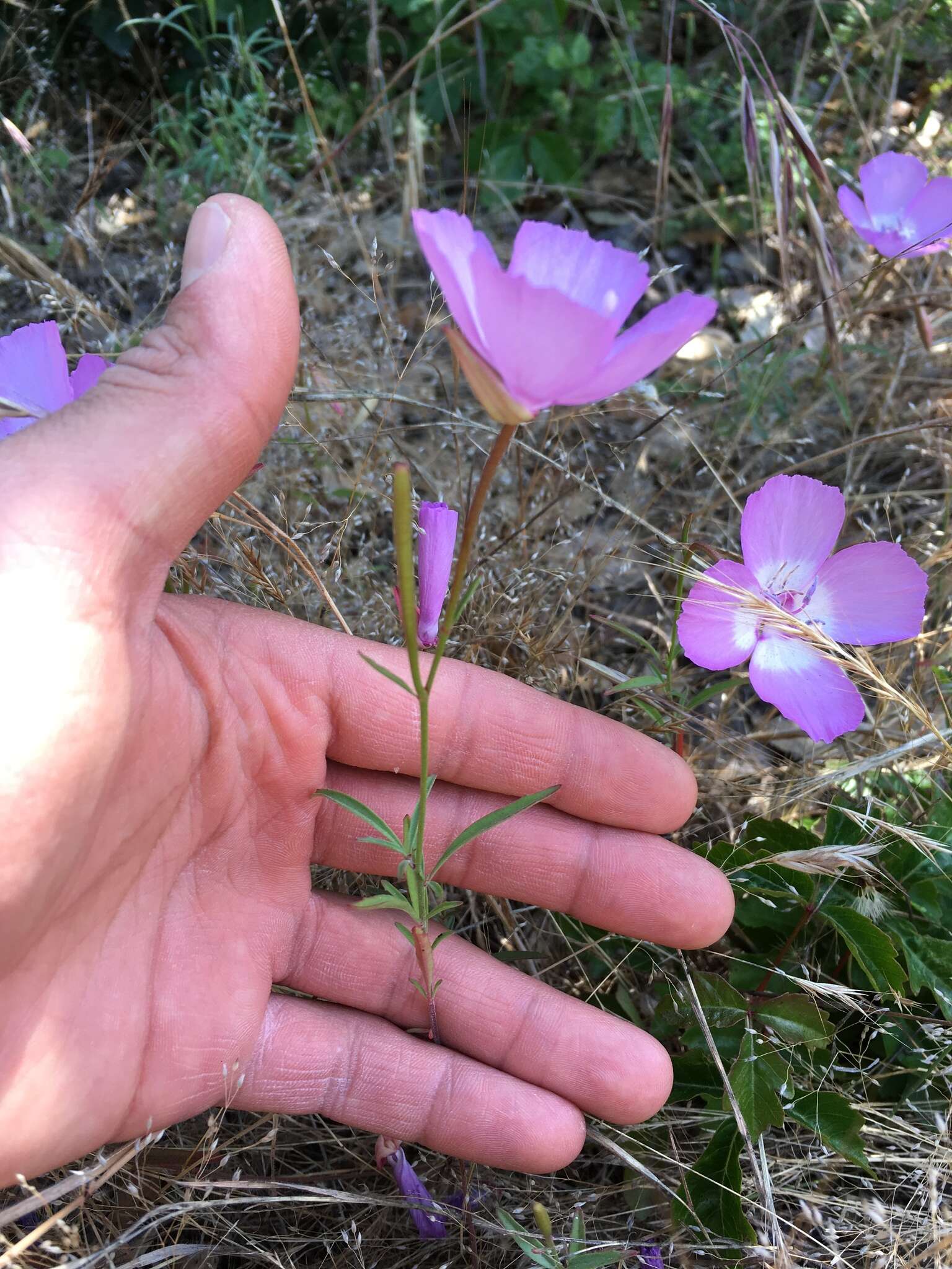 Plancia ëd Clarkia lewisii P. H. Raven & D. R. Parnell