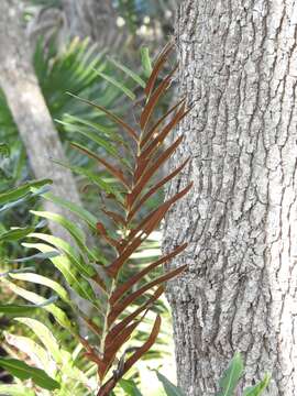 Image of giant leather fern