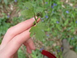 Imagem de Puccinia adoxae R. Hedw. 1805