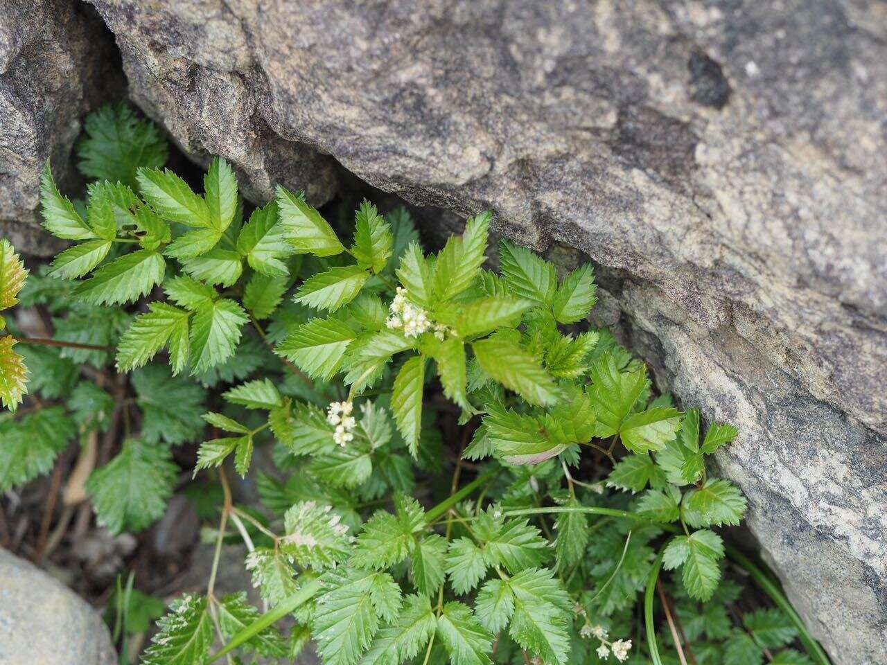 Image of Aruncus sylvester var. astilboides (Maxim.) Makino