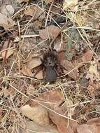 Image of The Barack Obama Trapdoor Spider