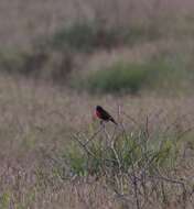Image of Red-breasted Blackbird