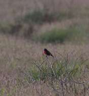 Leistes militaris (Linnaeus 1758) resmi