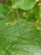 Image of Stigmella villosella (Clemens 1861) Newton et al. 1982