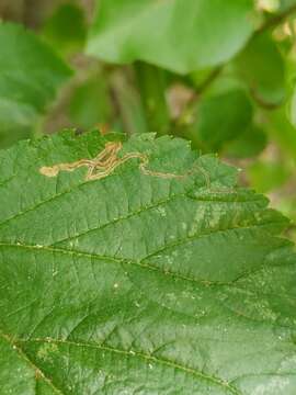 Image of Stigmella villosella (Clemens 1861) Newton et al. 1982