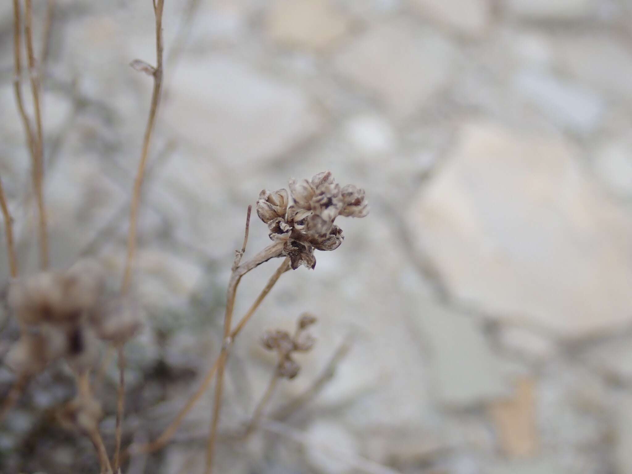 Imagem de Artemisia nuttallii (Torr. & A. Gray) Mosyakin, L. M. Shultz & G. V. Boiko