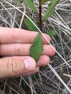 صورة Solidago hispida Muhl. ex Willd.