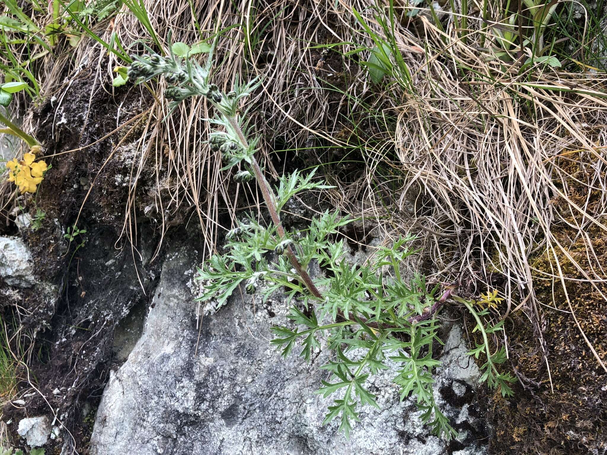 Image of Artemisia arctica