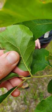 Image of Arkansas Oak