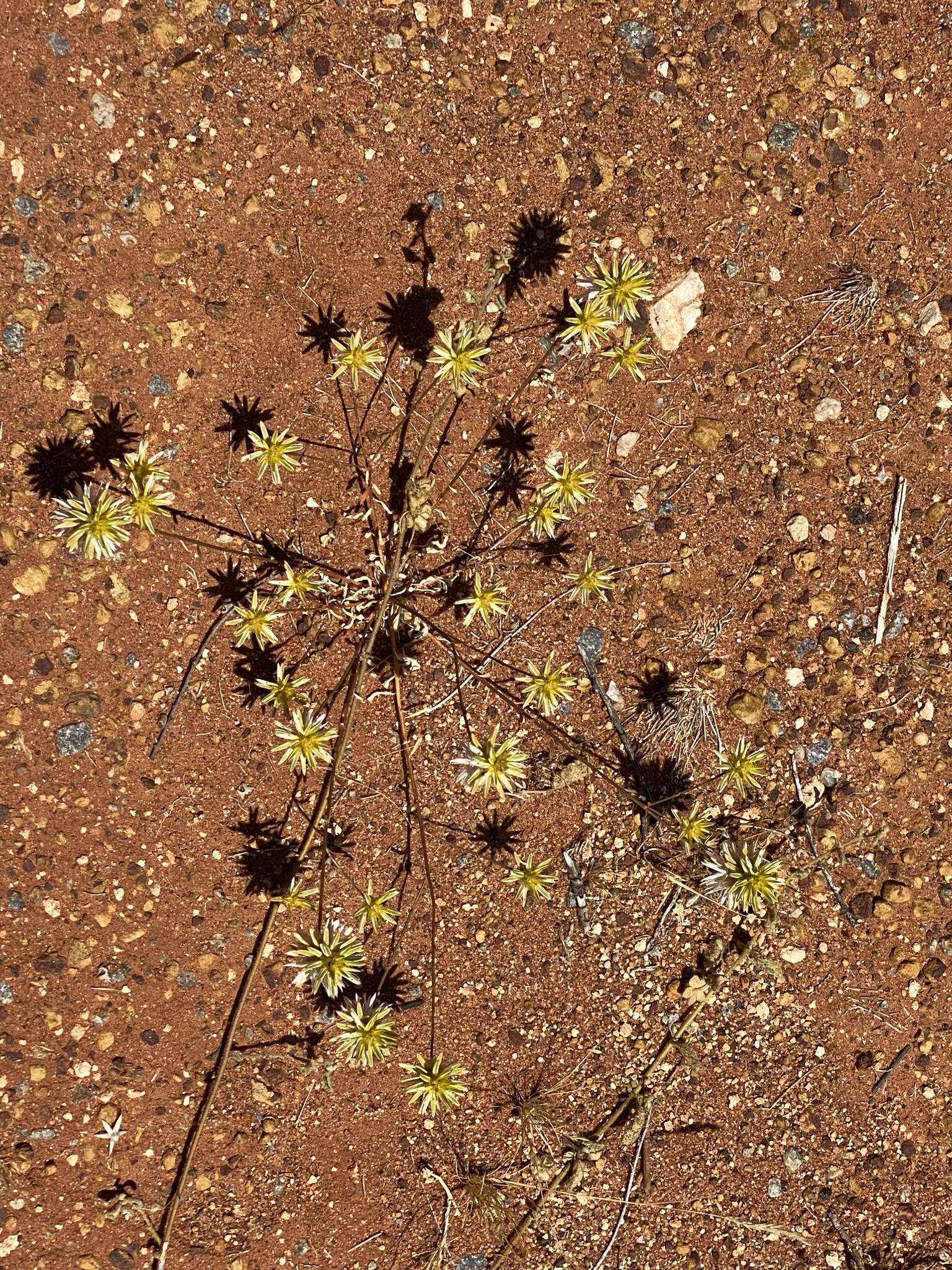 Ptilotus gaudichaudii (Steudel) J. M. Black的圖片