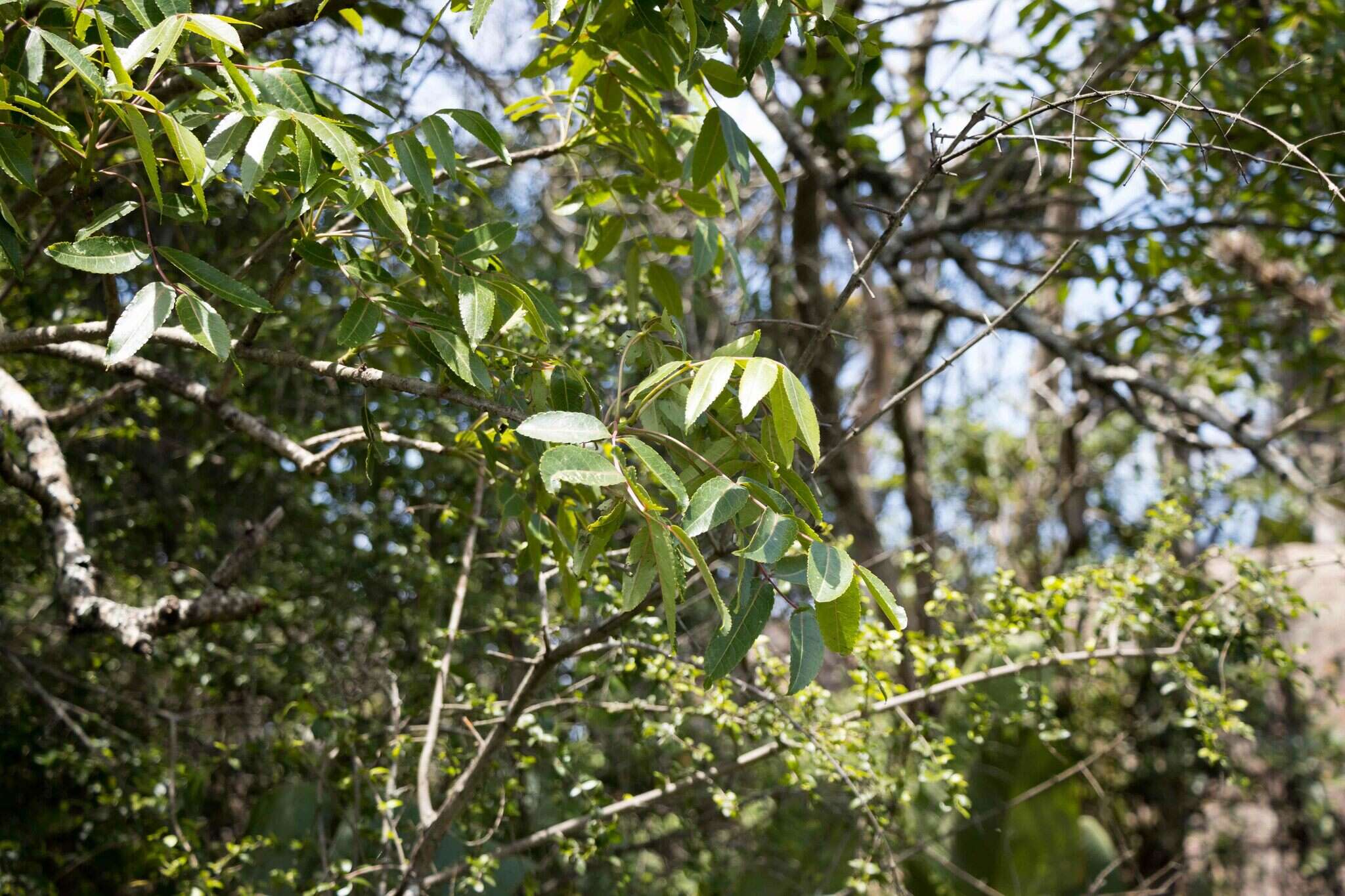 Imagem de Commiphora woodii Engl.